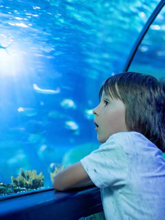 جراند اكواريوم الغردقة Grand aquarium