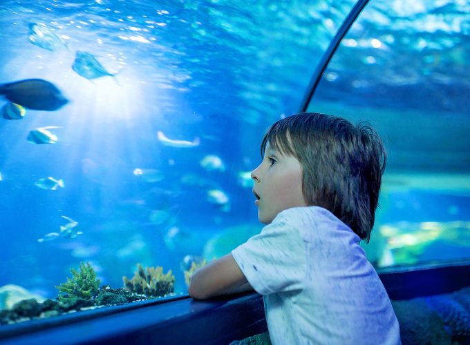 جراند اكواريوم الغردقة Grand aquarium