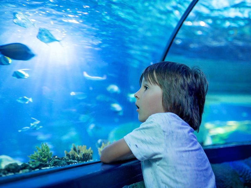 جراند اكواريوم الغردقة Grand aquarium