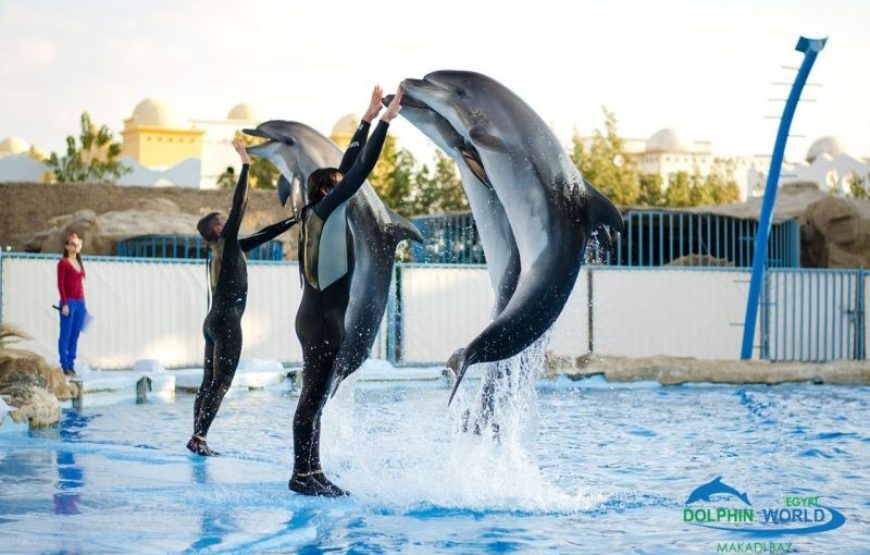 رحلة الدولفين شو