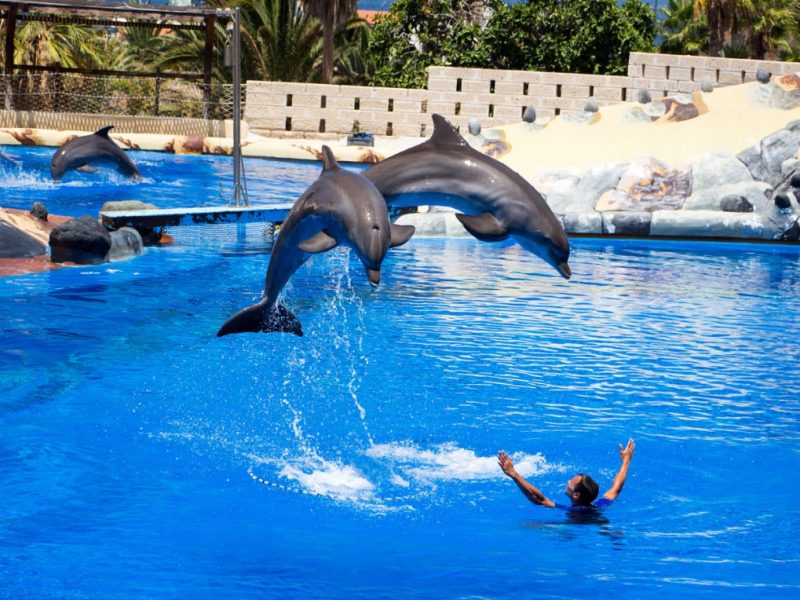 رحلة الدولفين شو