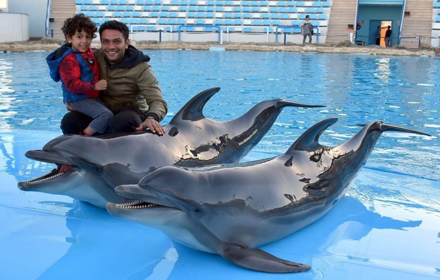 رحلة الدولفين شو