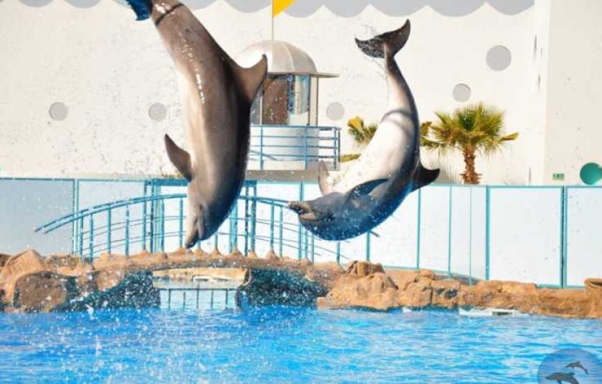 رحلة الدولفين شو